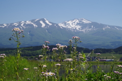 ハルジオンと鳥海山