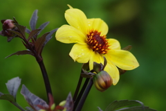 花散歩-赤い茎と葉のダリア