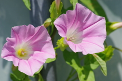 花散歩-昼顔