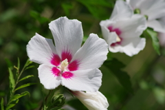 花散歩-底赤の木槿