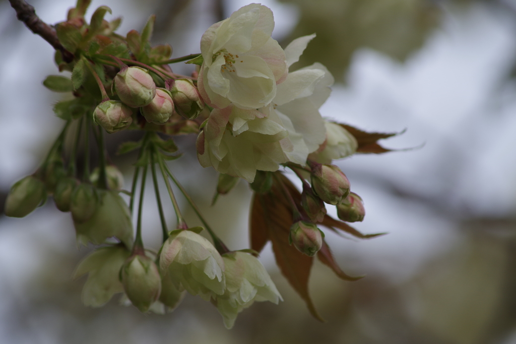 桜花-6