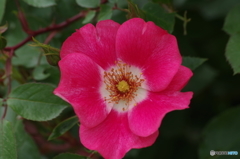 ピンクメイディランド