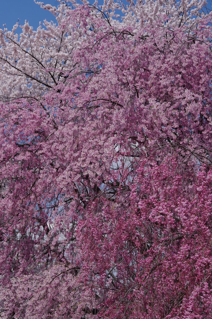 桜色グラデーション