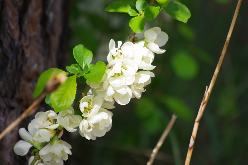 久々の花散歩‐木瓜・白花