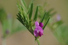 花散歩-カラスノエンドウ