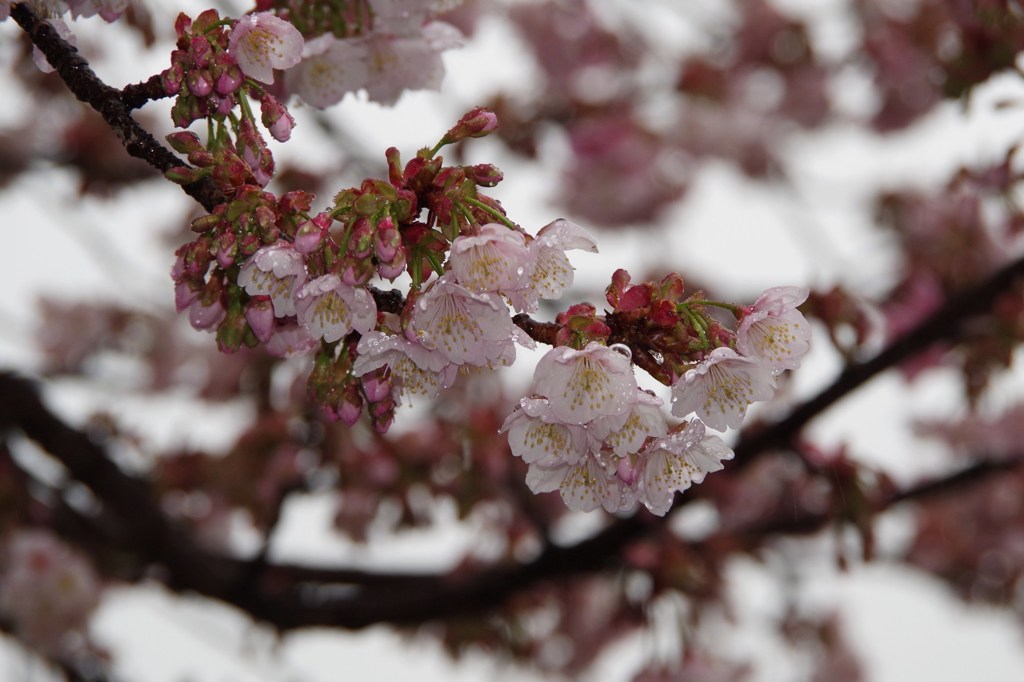 雨のあたみ桜-3