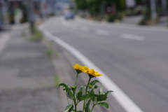 花散歩-歩道に咲くキクイモモドキ