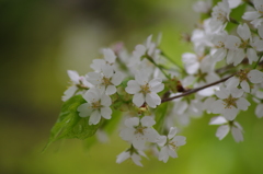 桜色・いろいろ30