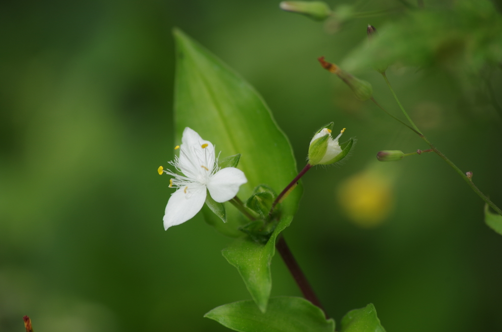 白い露草