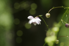 蓮華升麻
