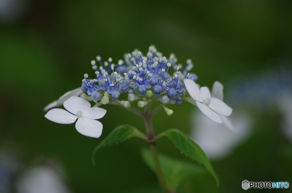 小さな咢紫陽花