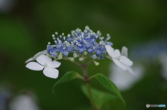 小さな咢紫陽花