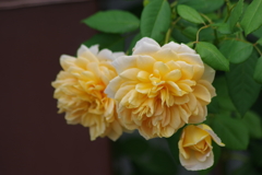 花散歩-黄色の秋バラ