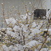雪中蝋梅-5