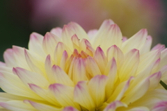 秋田のダリア‐22