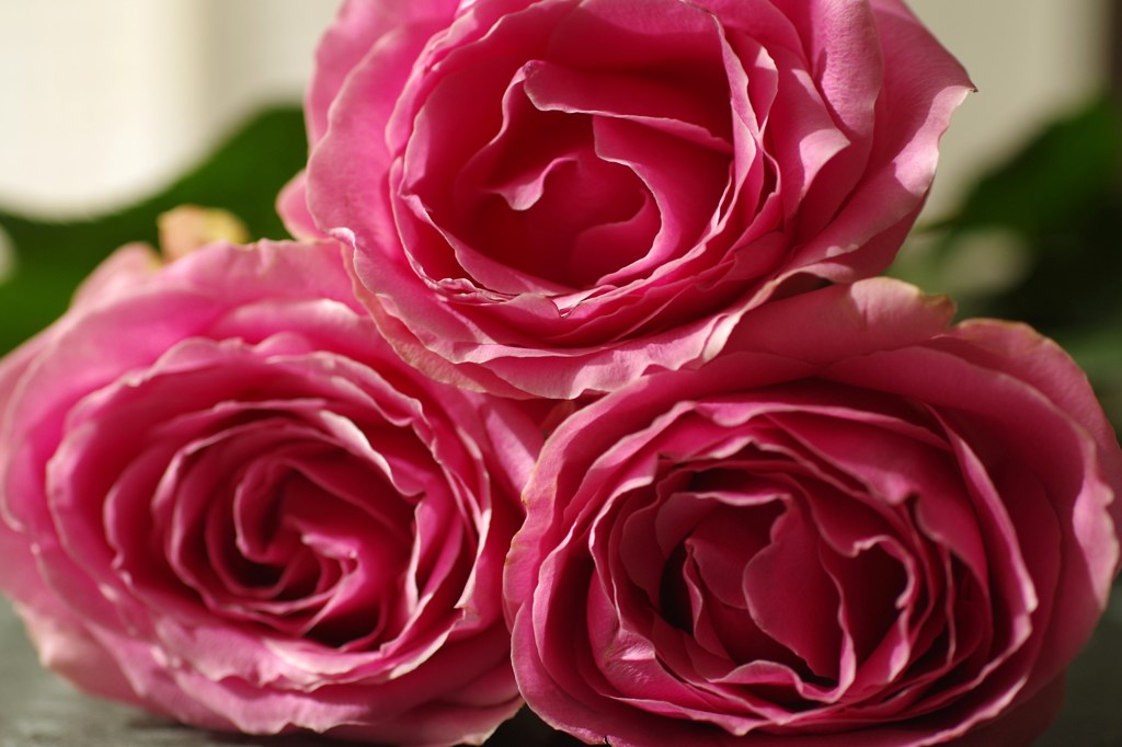 三本の薔薇-7