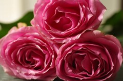 三本の薔薇-7