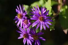 花散歩-紫の菊