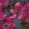 花水木‐紅