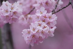 枝垂れ桜は桃色