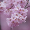 枝垂れ桜は桃色