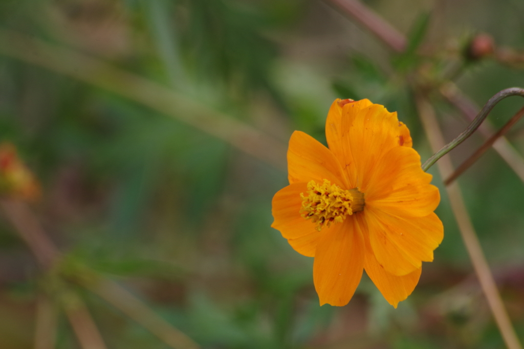 川越花散歩‐仕舞いのキバナコスモス