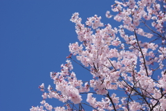 春を待ちわびて-青空と江戸彼岸桜