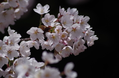 桜・さくら・サクラ-3