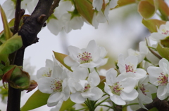 果樹の花-梨1