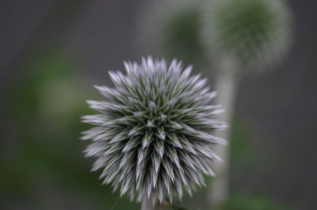 花散歩-瑠璃玉薊
