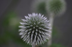 花散歩-瑠璃玉薊