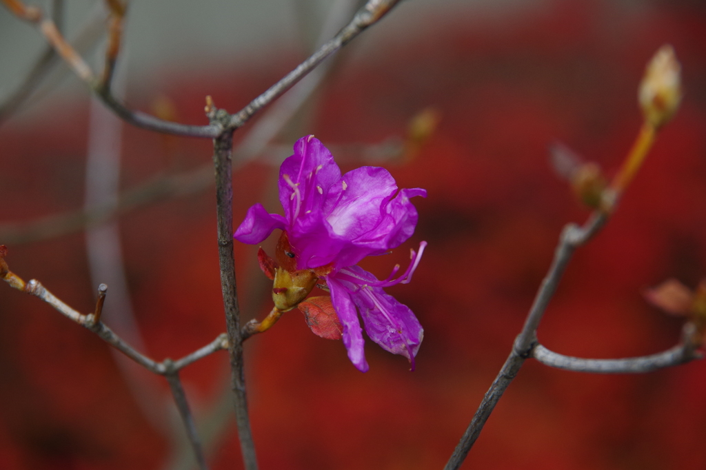 小春花