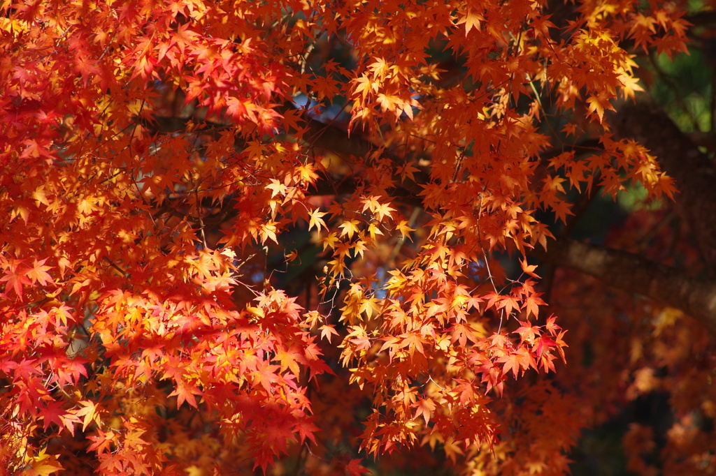 紅く燃え-いろはもみじ3