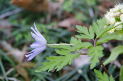 青花の横顔