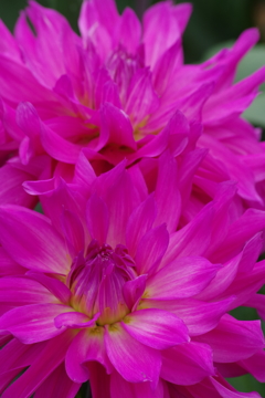 秋田のダリア-華族