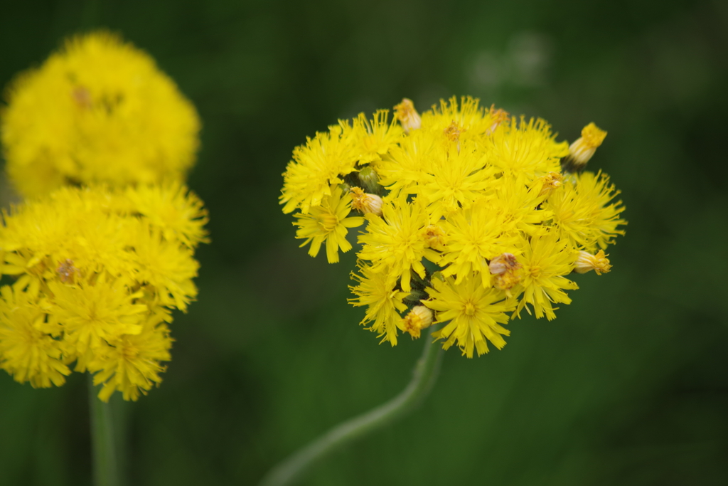 花散歩-黄色い密集花
