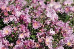 花散歩‐菊5