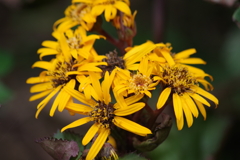 花散歩‐夏のツワブキ・リグラリア