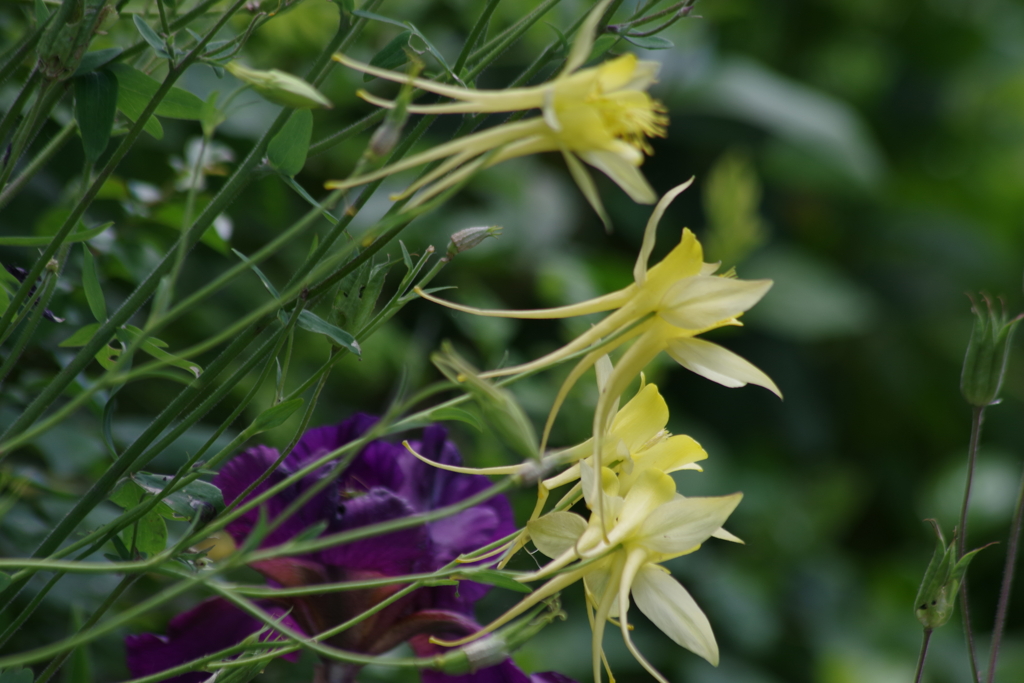 花散歩‐飛翔するオダマキ