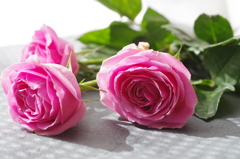 三本の薔薇-10