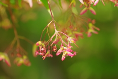 花散歩-プロペラ工場