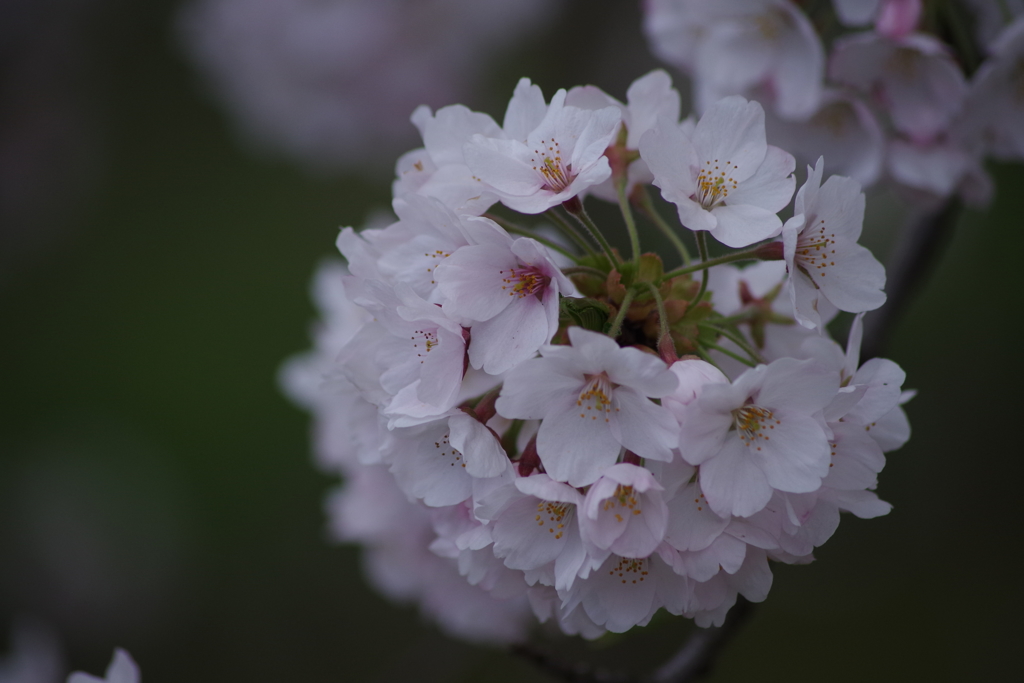 山形の桜尽くし-1
