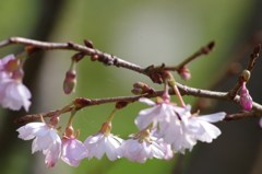 秋の陽の中で-2