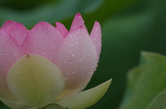 六月の雨に濡れて‐蓮1