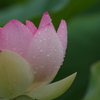 六月の雨に濡れて‐蓮1