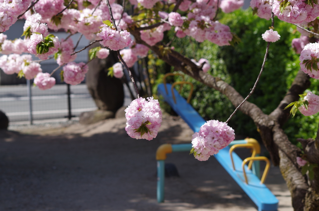 子安観音堂の桜-9