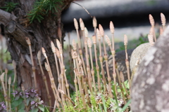 花散歩－少し塔立ちした土筆