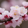 薬用植物園の春‐杏