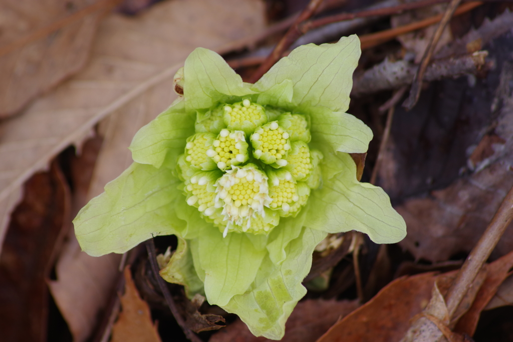春を待ちわびて‐蕗の薹の雄花