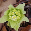 春を待ちわびて‐蕗の薹の雄花